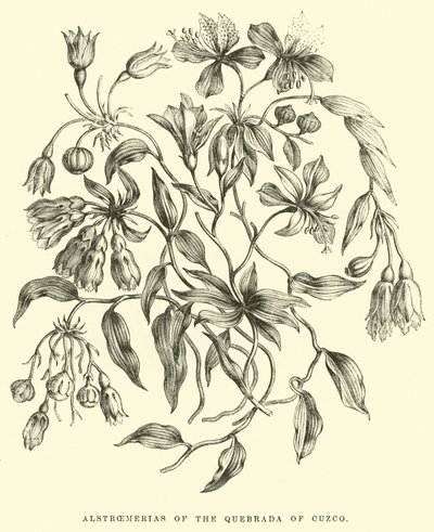 Alstroemerias of the Quebrada of Cuzco by Edouard Riou